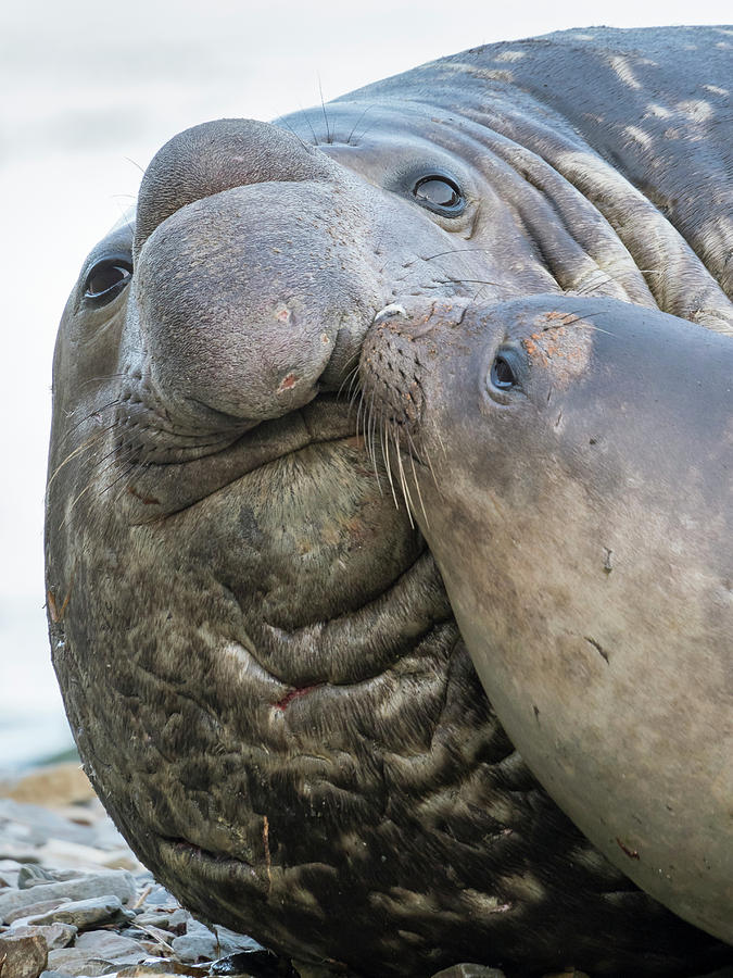 Beach Photograph - Southern Elephant Seal, Weaned Pup #1 by Martin Zwick