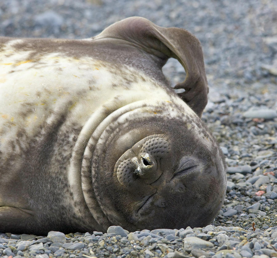 Southern Elephant Seal Weaner Pup #1 Photograph by Eastcott Momatiuk