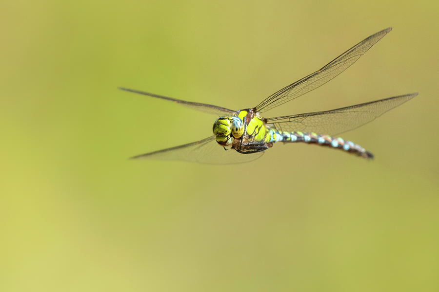 Southern Hawker Dragonfly In Flight, Broxwater, Cornwall, Uk Photograph ...