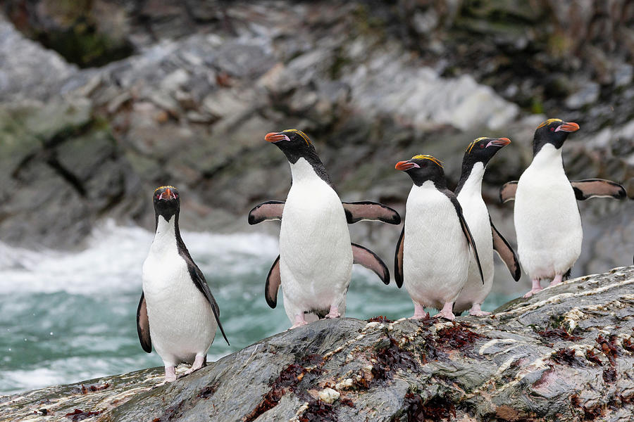 Southern Ocean, South Georgia, Cooper Photograph by Ellen Goff - Fine ...