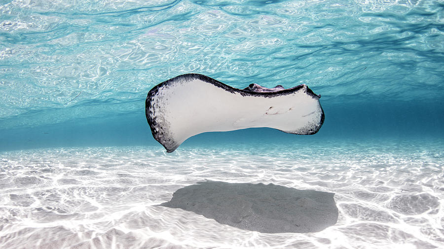 Great White Shark Digital Art - Southern Stingray, Stingray City, Cayman Palms, Cayman Islands #1 by Ken Kiefer 2