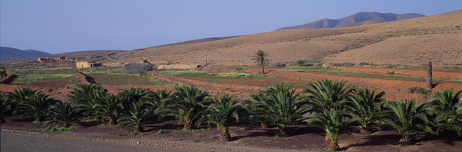 Spain, Canary Islands, Lanzarote, Palm Photograph by Martial Colomb