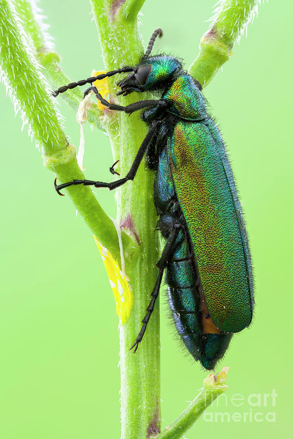 Spanish Fly Photograph by Ozgur Kerem Bulur/science Photo Library ...