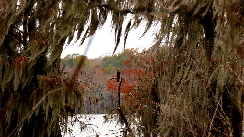 Spanish Moss Anhinga by Betty Berard Spanish Moss Anhinga by Betty Berard