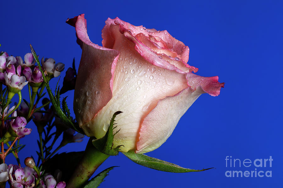 Rose Photograph - Friendship #1 by Doug Norkum