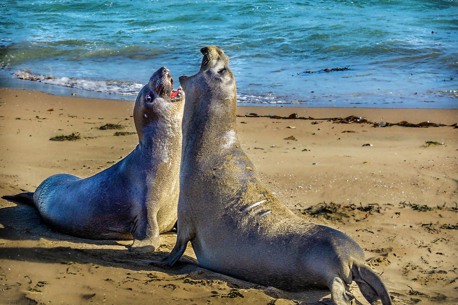 sparring Elephant Seals Photograph by Donald Pash