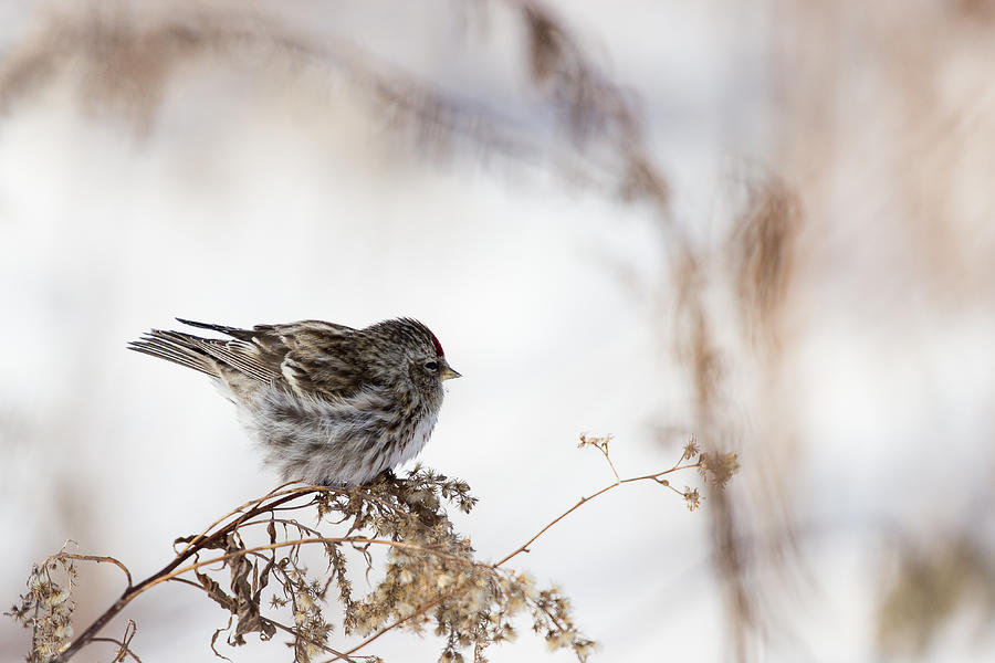 Sparrow #1 Photograph by Dusan Ljubicic