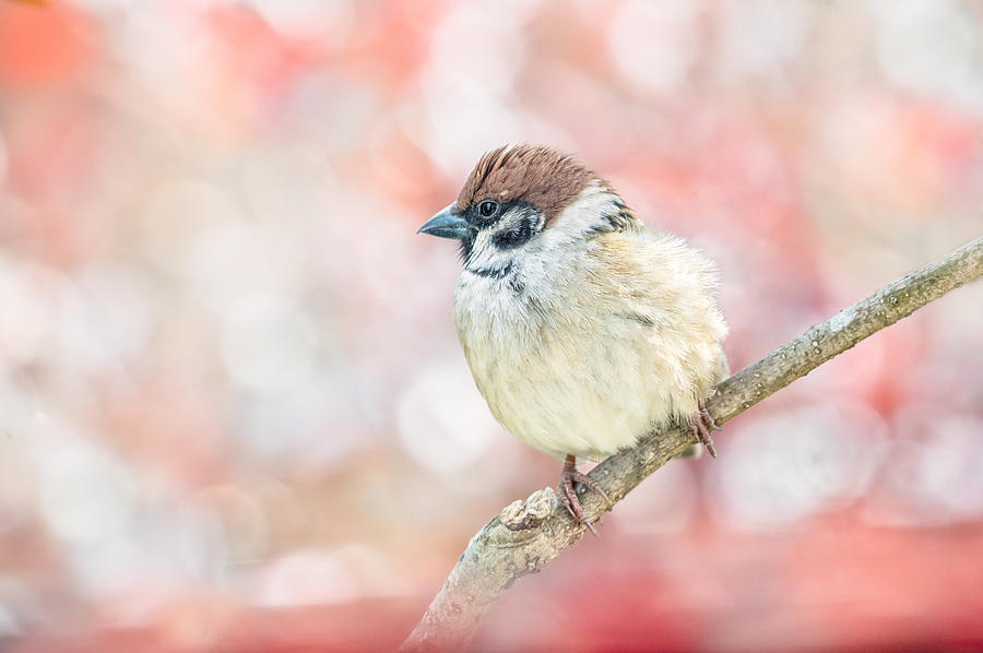 Nature Photograph - Sparrow In Winter #1 by Takiko Hirai