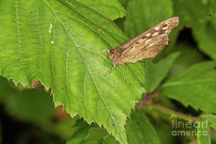 Speckled Wood by Brian Roscorla Speckled Wood by Brian Roscorla