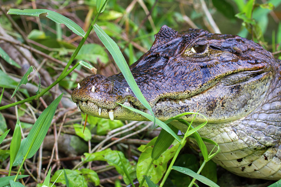Spectacled Caiman With Teeth In Lips #1 Photograph by Ivan Kuzmin