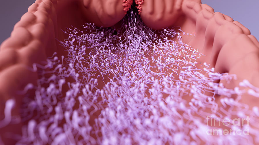 Sperm Cells Travelling To Fertilise An Egg #1 Photograph by Design Cells/science Photo Library