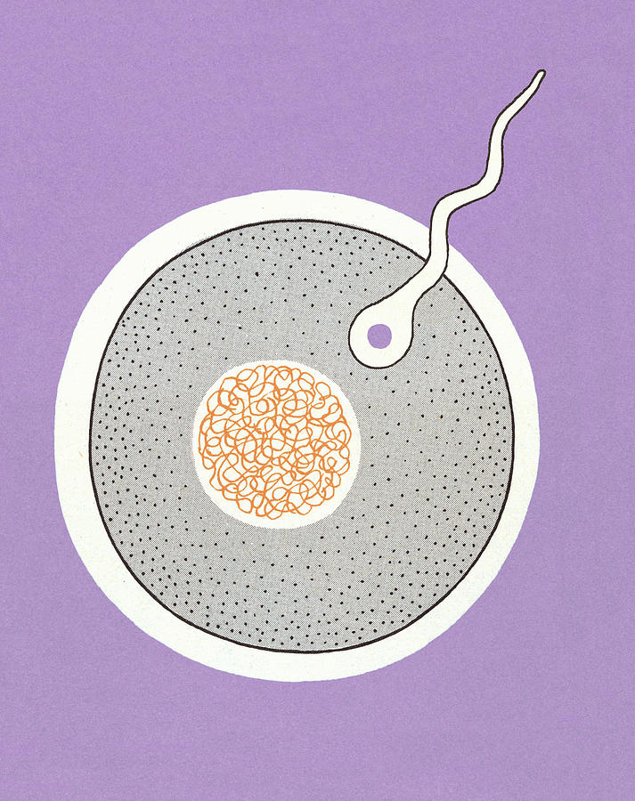 Vintage Drawing - Sperm Entering Egg #1 by CSA Images