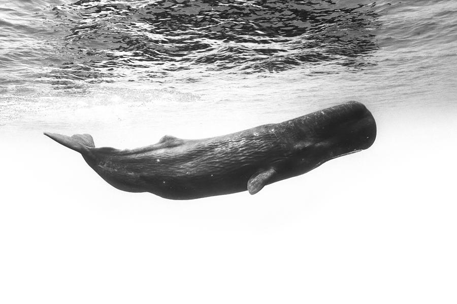 Sperm Whale #1 Photograph by Barathieu Gabriel
