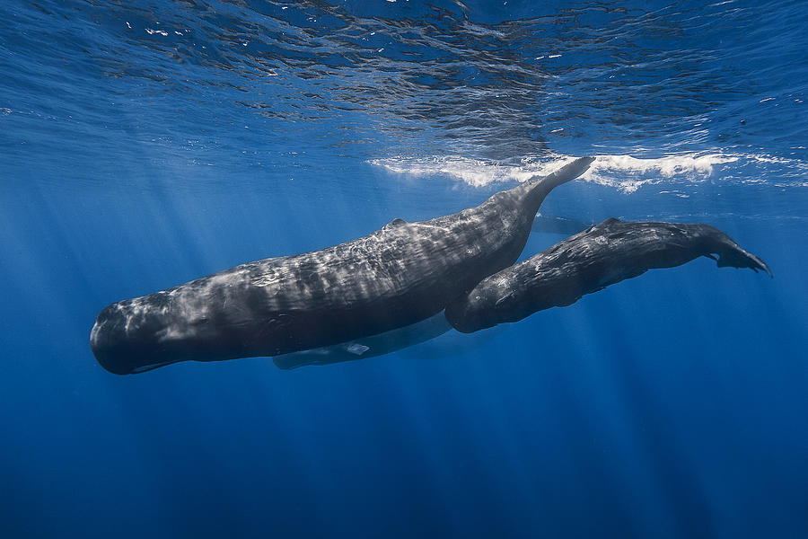 Whale Photograph - Sperm Whale Family #1 by Barathieu Gabriel