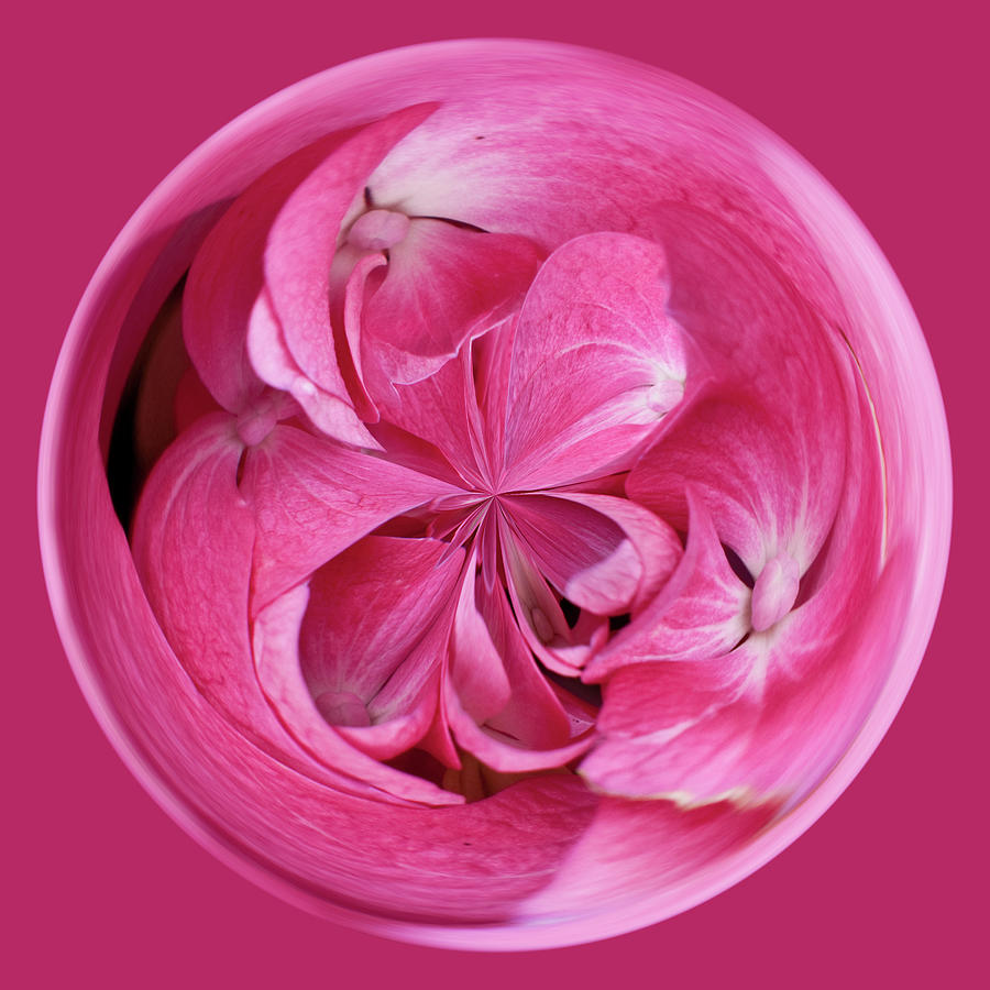 Spherical Abstraction Of Pink Flower #1 Photograph by Diane Miller