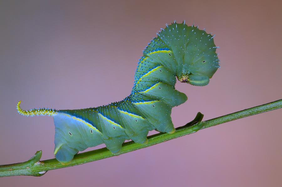 Caterpillar Photograph - Sphinx #1 by Jimmy Hoffman