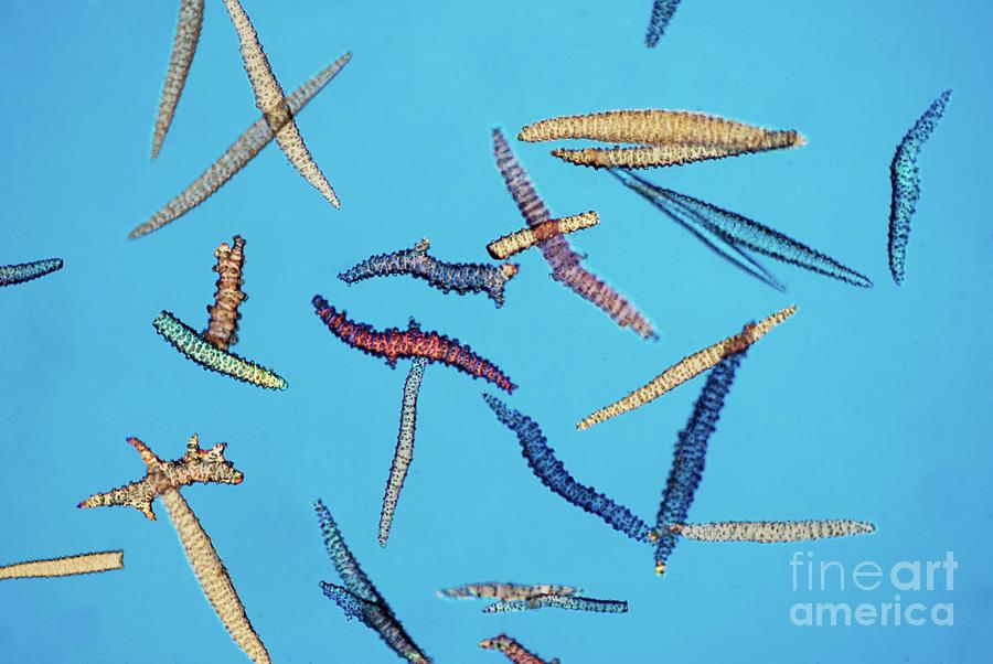 Spicules From Sea Fan Photograph By Steve Lowryscience Photo Library Fine Art America 