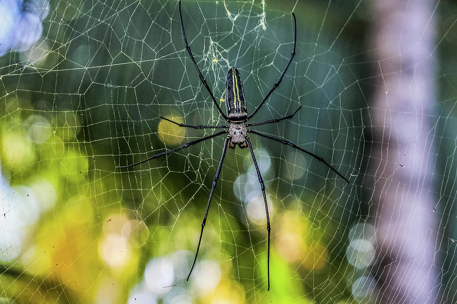 Spider Photograph - Spider #1 by Abd Hamid