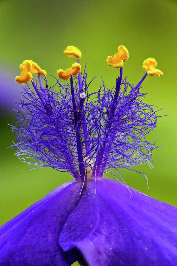 Adam Jones Photograph - Spiderwort Flower Close-up, Tradescantia #1 by Adam Jones