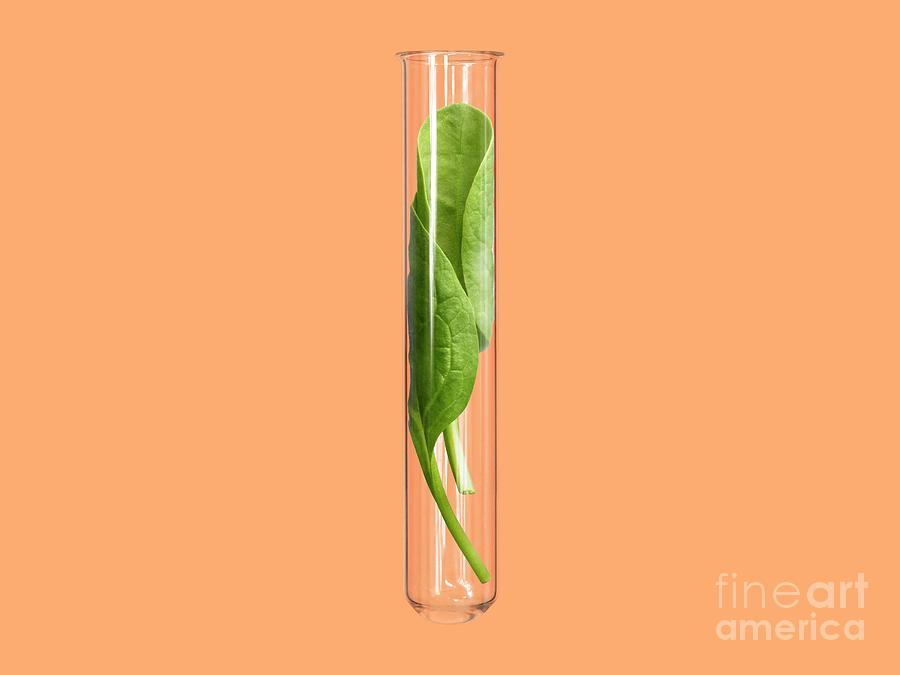 Spinach Photograph - Spinach In Test Tube #1 by Science Photo Library
