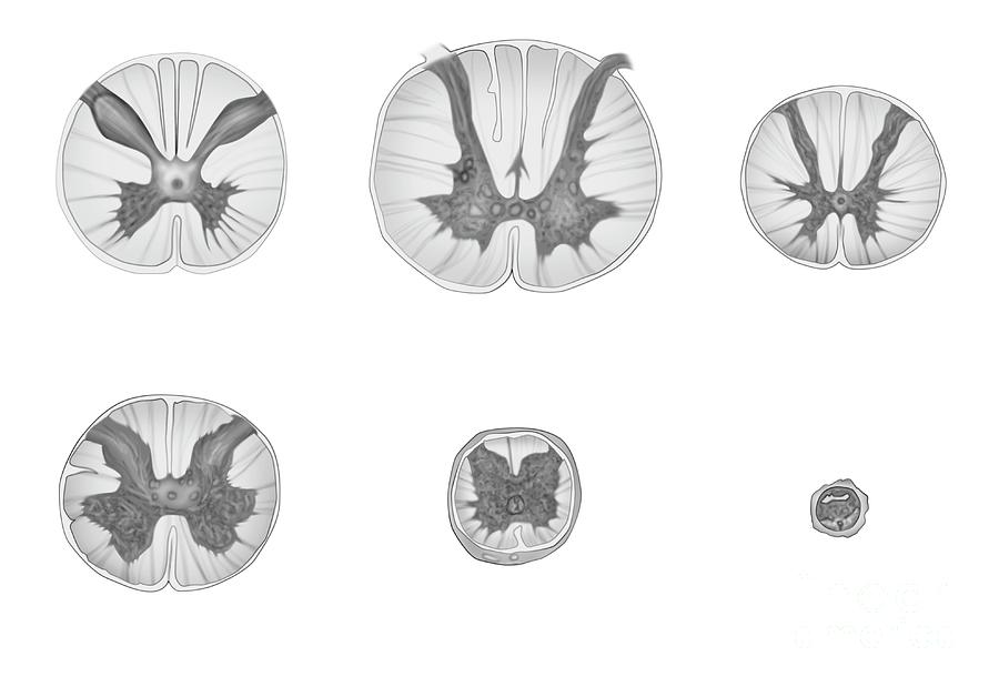 Spinal Cord Anatomy #1 by Maurizio De Angelis/science Photo Library