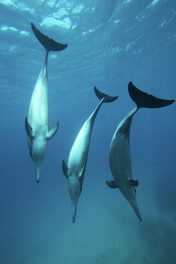 Spinner Dolphins by João Vianna