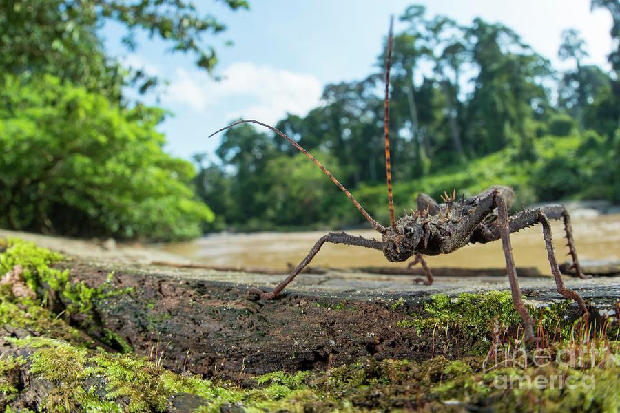 Wildlife Photograph - Spiny Stick Insect #1 by Scubazoo/science Photo Library
