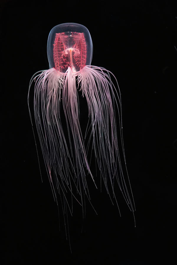 Spirocodon Jellyfish #1 Photograph by Hiroya Minakuchi