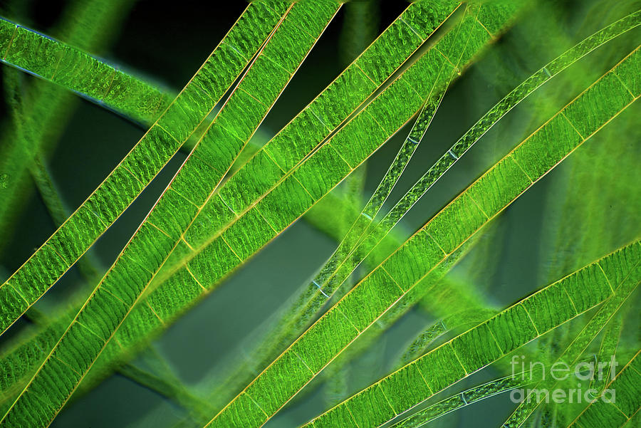 Spirogyra Green Algae #1 Photograph by Marek Mis/science Photo Library