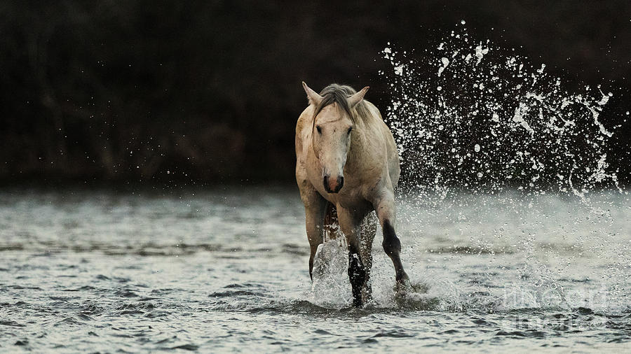 Splashing Horse #2 Photograph by Shannon Hastings