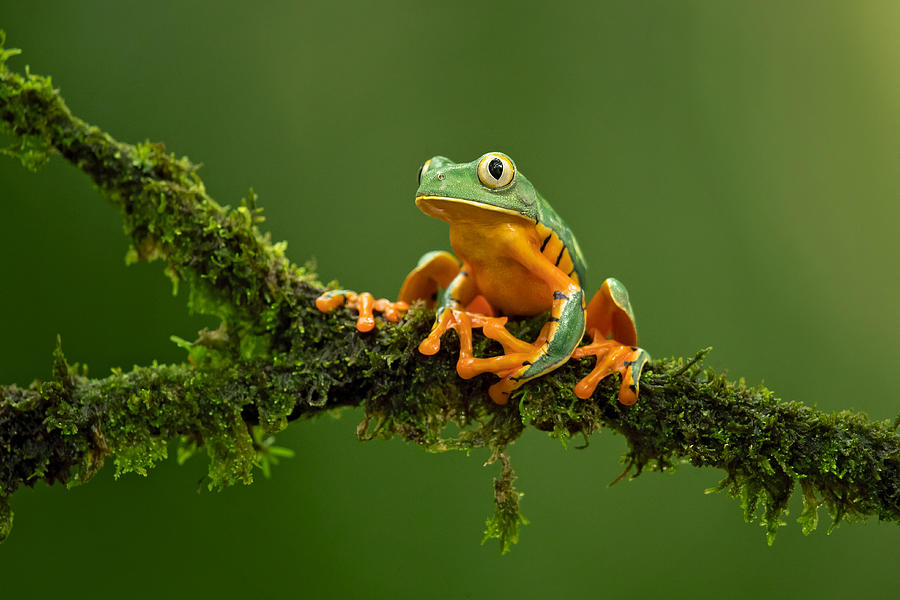 Splendid Leaf Frog