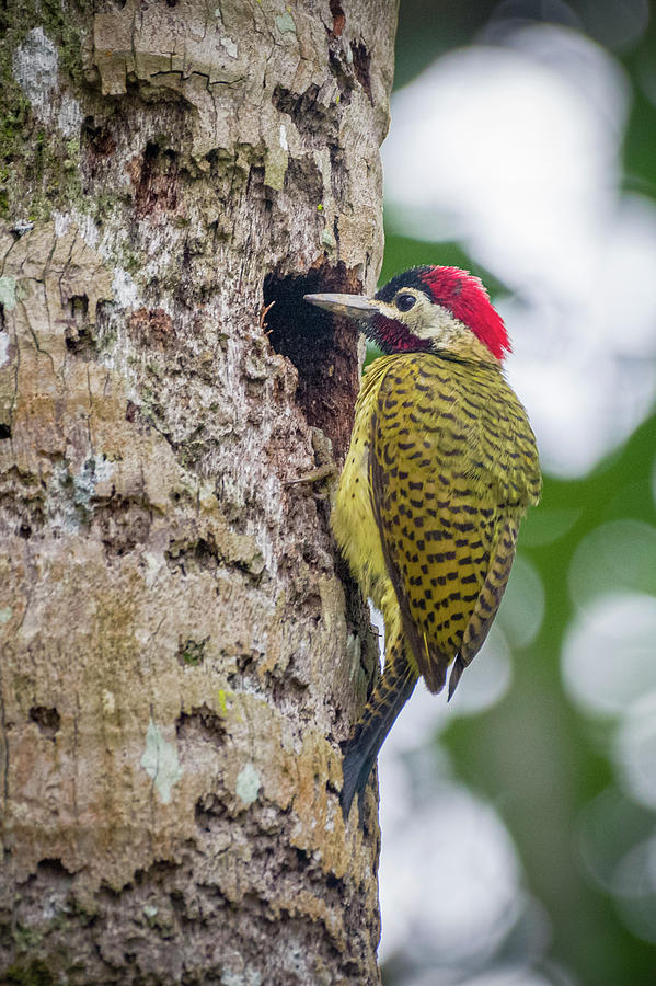Spot Breasted Woodpecker La Fortuna Yopal Casanare Colombia #1 Photograph by Adam Rainoff