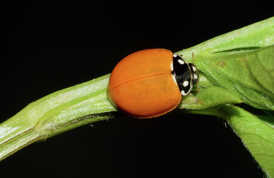 Spotless Lady Beetle #1 Photograph by Larah McElroy