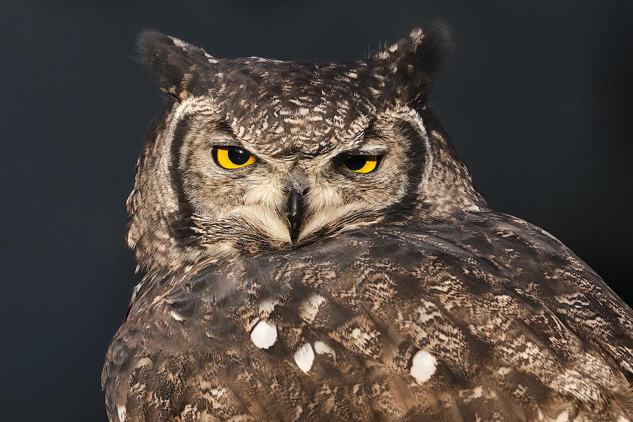Spotted Eagle-owl #1 Photograph by Jn Michalec