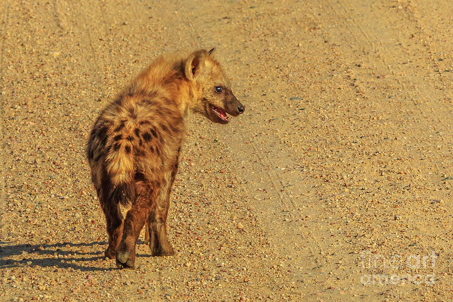 Spotted Hyena cub #1 Photograph by Benny Marty