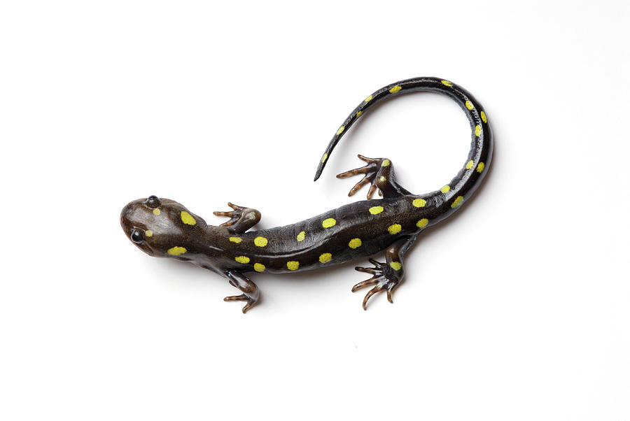 Spotted Salamander #1 Photograph by Martin Shields