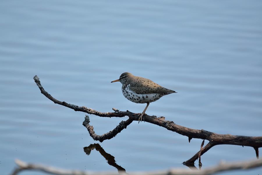 Spotted Sandpiper Photograph by David Porteus