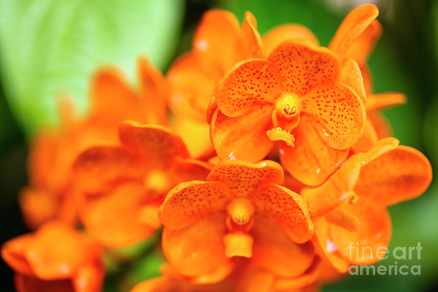 Spotted Tangerine Orchid Flowers #1 Photograph by Raul Rodriguez
