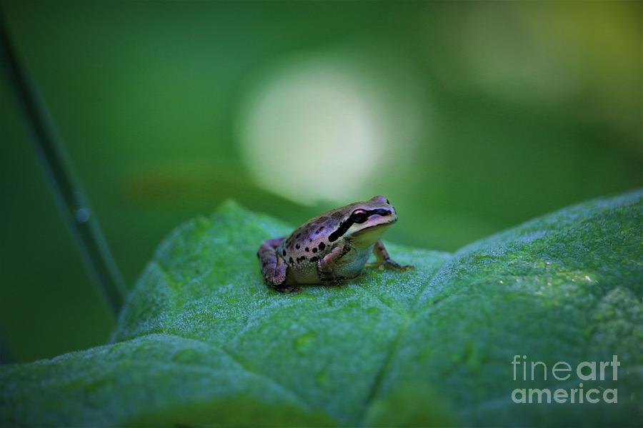 Spotted Tree Frog #2 Photograph by Nick Gustafson