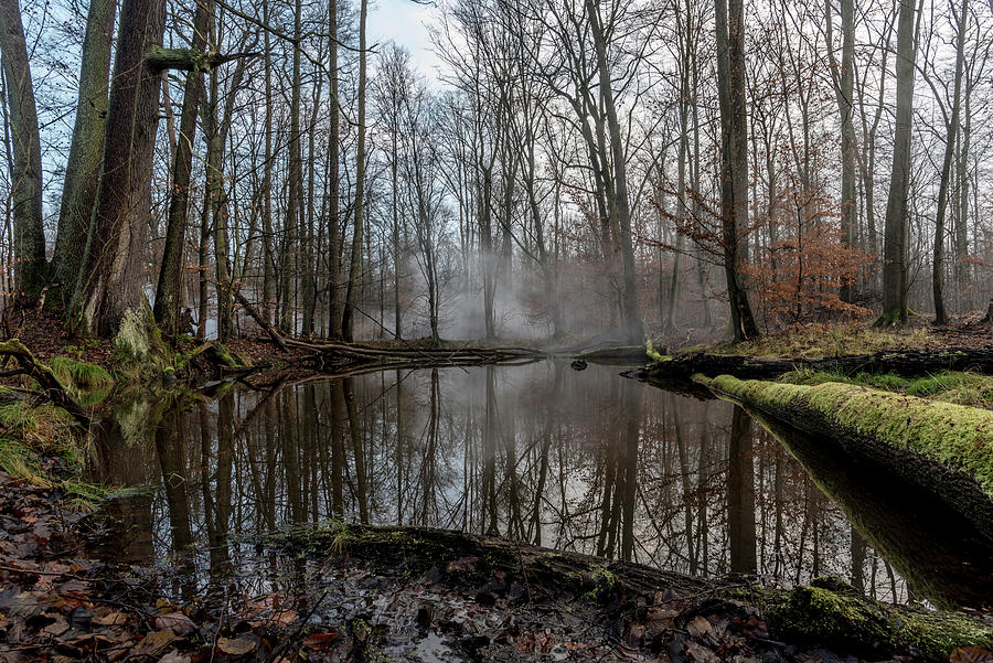 Spreewald Biosphere Reserve, Brandenburg, Germany, Kayaking, Recreation Area, Wilderness, Day Trip, River Landscape And Beech Grove, Deciduous Forest And Winter Landscape, Moor, Deadwood, Moss, Dawn #1 Photograph by Martin Siering Photography