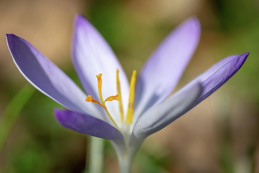 Spring #1 Photograph by Andreas Levi