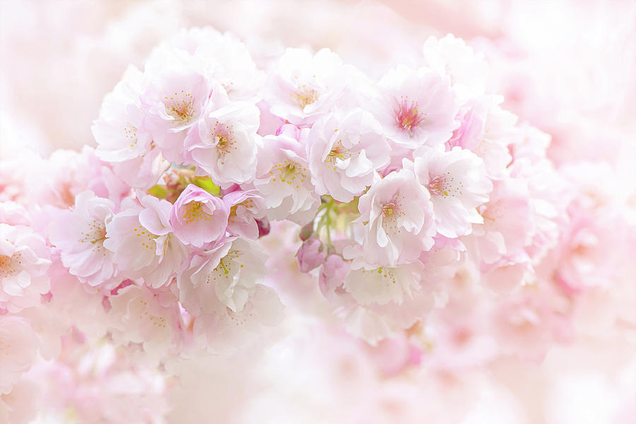 Flower Photograph - Spring Blossom #1 by Jacky Parker