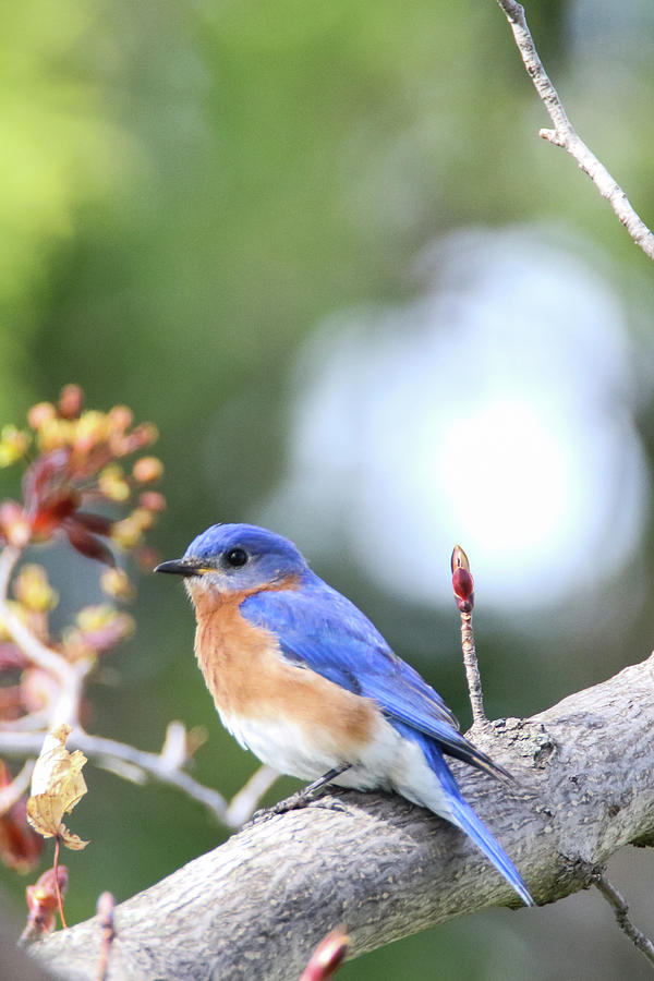 Spring BlueBird #1 Photograph by Brook Burling