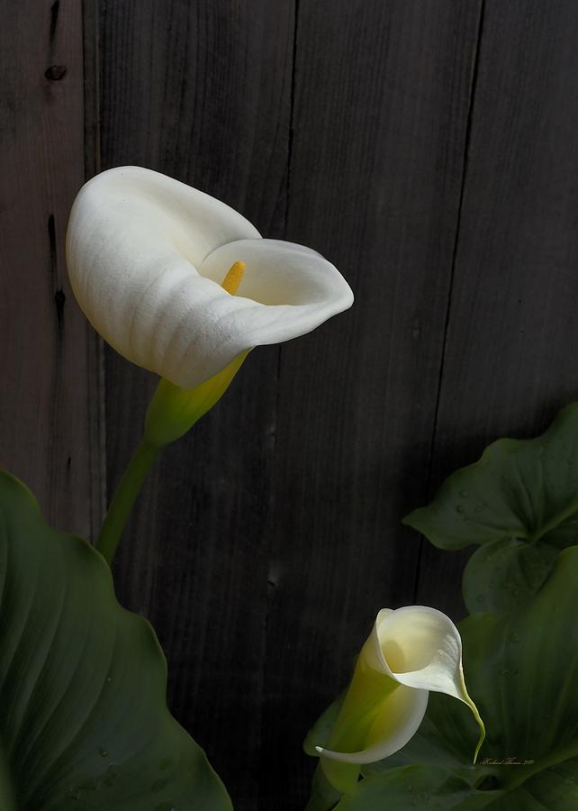 Spring Calla Lily #1 Photograph by Richard Thomas