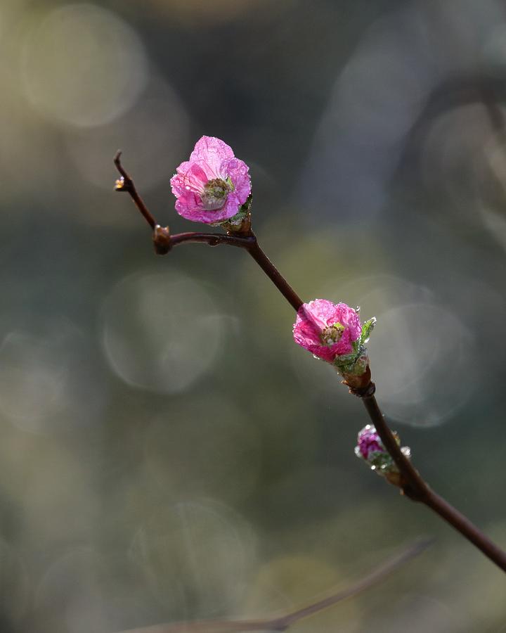 Spring Colors #1 Photograph by Iina Van Lawick