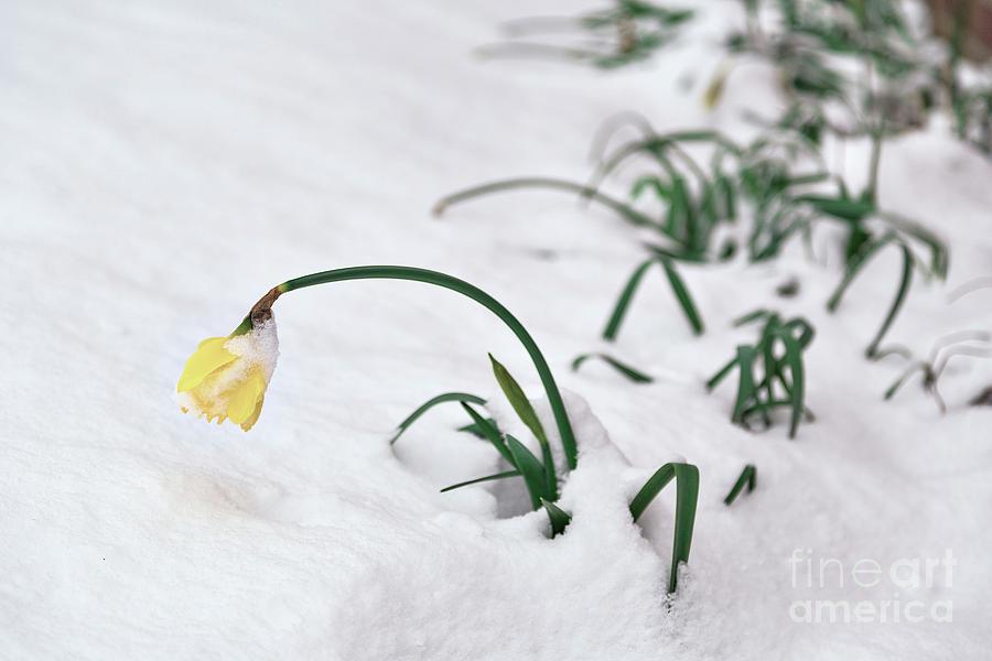 Spring Daffodils In Snow Photograph by Stephen Burt/science Photo