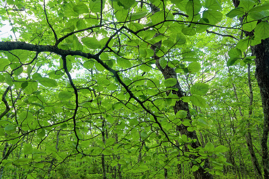 Spring Forest Canopy #1 Photograph by Irwin Barrett