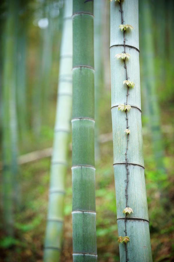 Spring In Bamboo Forest #1 Photograph by Sandsun