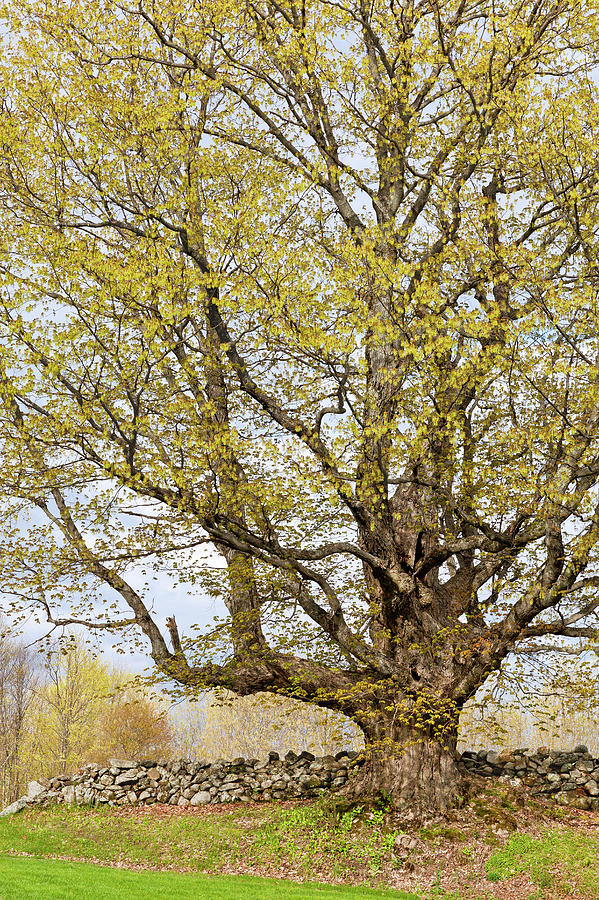 Spring Maple Tree Photograph
