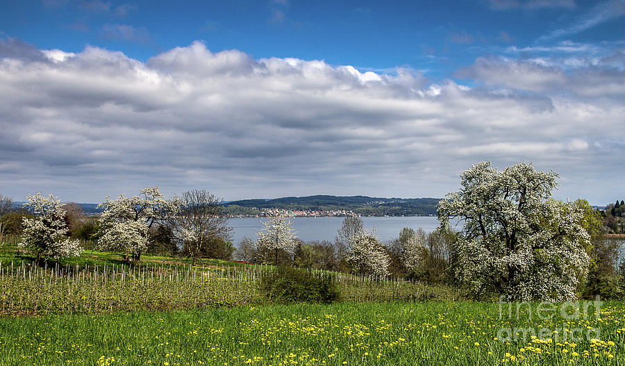 Spring on Lake Constance #4 Photograph by Bernd Laeschke